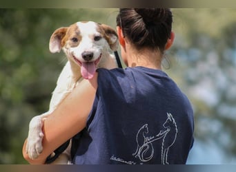 Tofu Mischlingshündin ca. 1,5 Jahre alt in Ungarn