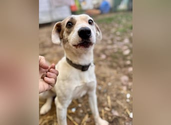 Tofu Mischlingshündin ca. 1,5 Jahre alt in Ungarn