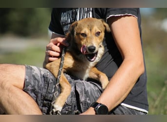 Ricky Mischlingsrüde ca. 3 Jahre alt in Ungarn