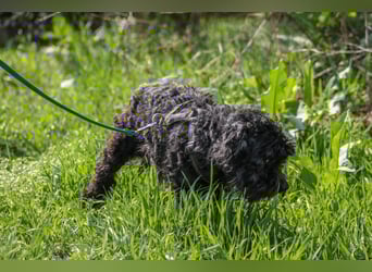 Marty Pumi-Mix Rüde ca. 11,5 Jahre alt in Ungarn