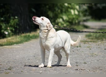 William Labradormix Rüde ca. 3,5 Jahre alt in Ungarn