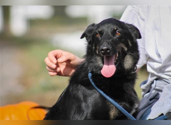 Maria Schäferhundmix-Hündin ca. 4,5 Jahre alt in Ungarn