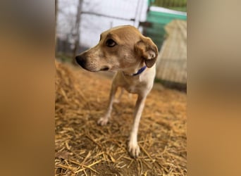 Soy Mischlingshündin ca. 4,5 Jahre alt in Ungarn