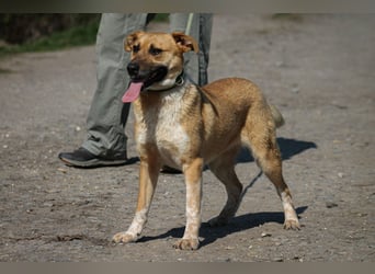 Tiffany Mischlingshündin ca. 1,5 Jahre alt in Ungarn