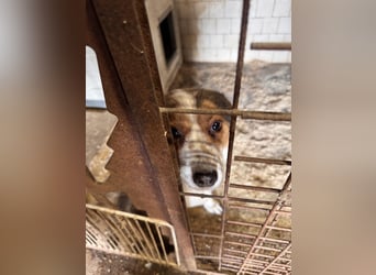 Babette Mischlingshündin ca. 4 Jahre alt in Ungarn