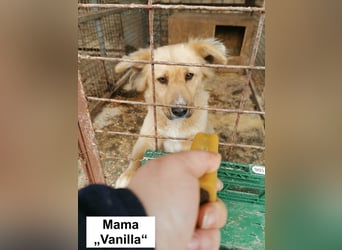 Koktel Mischlingsrüde ca. 5 Monate alt in Ungarn