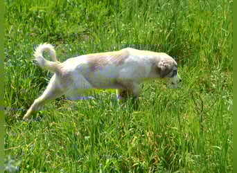 Hermine Mischlingshündin ca. 3 Monate alt in Griechenland