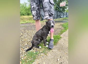 Dariuszina Mischlingshündin ca. 1,8 Jahre alt in Ungarn