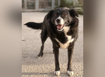 Agapi Mischlingshündin ca. 3 Jahre alt in Griechenland