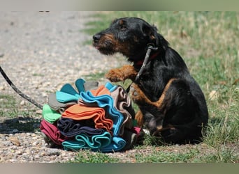 Jericho Terriermischling Rüde ca. 6 Jahre alt in Ungarn