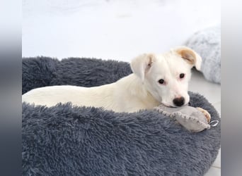 Elsa Kokonimix Hündin ca. 6 Monate alt in Griechenland