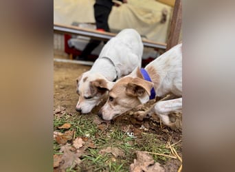 Tofu Mischlingshündin ca. 1,5 Jahre alt in Ungarn