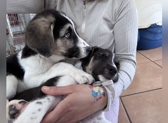 Nelly Mischlingshündin ca. 4 Monate alt in Griechenland