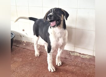 Nelly Mischlingshündin ca. 4 Monate alt in Griechenland