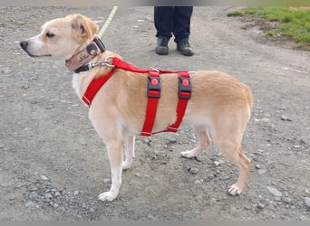 Abigel liebe Mischlingshündin ca. 3,5 Jahre alt in 35641 Schöffengrund