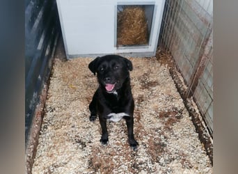 Tibike Mischlingsrüde ca. 1,5 Jahre alt in Ungarn