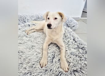 Elsa Kokonimix Hündin ca. 6 Monate alt in Griechenland