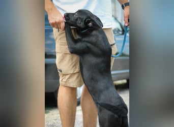 Purci Mischlingsrüde ca. 1,3 Jahre alt in Ungarn