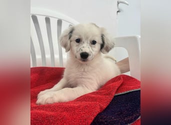 Coco Mischlingshündin 2 Monate alt in Griechenland