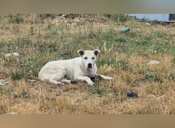 Sky liebe Mischlingshündin ca.1 Jahr alt in Griechenland