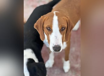 Selma Mischlingshündin ca. 3,5 Jahre alt in 72760 Reutlingen