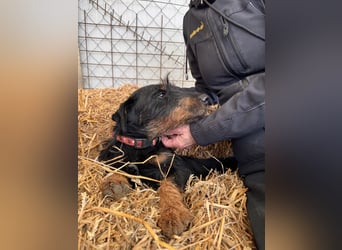 Jericho Terriermischling Rüde ca. 6 Jahre alt in Ungarn