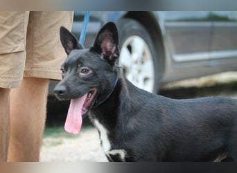 Purci Mischlingsrüde ca. 1,3 Jahre alt in Ungarn