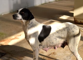 Nea Mischlingshündin ca. 5 Jahre alt in Griechenland