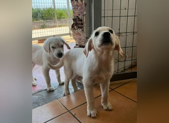 Nala Mischlingshündin ca. 3 Monate alt in Griechenland