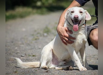 William Labradormix Rüde ca. 3,5 Jahre alt in Ungarn