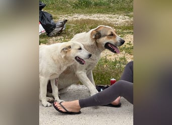 Sky liebe Mischlingshündin ca.1 Jahr alt in Griechenland