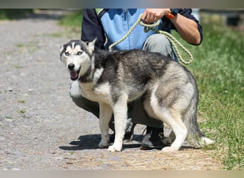 Celine Husky Hündin ca. 1,5 Jahre alt in Ungarn