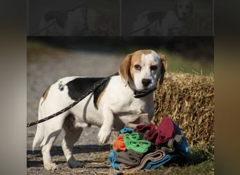 Alma Beagle Hündin ca. 7 Jahre alt in Ungarn