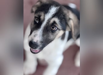 Leo Mischlingsrüde ca. 4 Monate alt in Griechenland