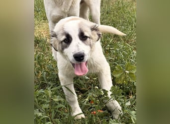 Hermine Mischlingshündin ca. 3 Monate alt in Griechenland