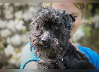 Marty Pumi-Mix Rüde ca. 11,5 Jahre alt in Ungarn