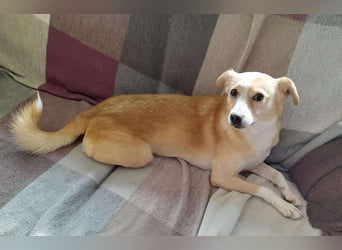 Abigel liebe Mischlingshündin ca. 3,5 Jahre alt in 35641 Schöffengrund