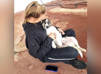 Leo Mischlingsrüde ca. 4 Monate alt in Griechenland