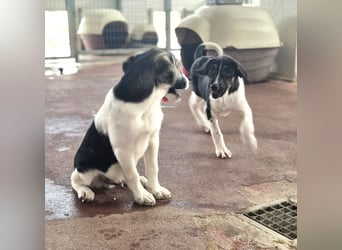 Nelly Mischlingshündin ca. 4 Monate alt in Griechenland