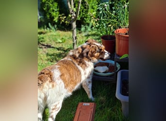 Babette Mischlingshündin ca. 5 Jahre alt in 72587 Böhringen