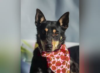 Kola Mischlingshündin ca. 5 Jahre alt in Ungarn