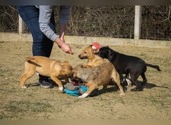 Purci Mischlingsrüde ca. 1,3 Jahre alt in Ungarn