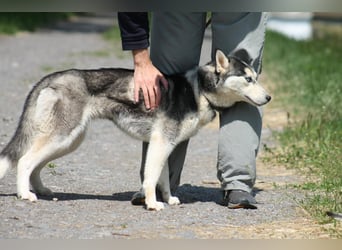 Celine Husky Hündin ca. 1,5 Jahre alt in Ungarn