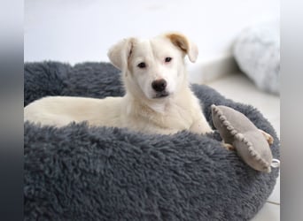 Elsa Kokonimix Hündin ca. 6 Monate alt in Griechenland