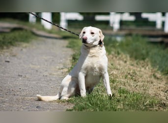 William Labradormix Rüde ca. 3,5 Jahre alt in Ungarn