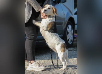 Alma Beagle Hündin ca. 7 Jahre alt in Ungarn