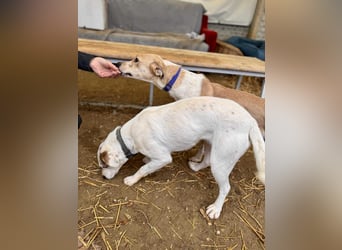 Soy Mischlingshündin ca. 4,5 Jahre alt in Ungarn