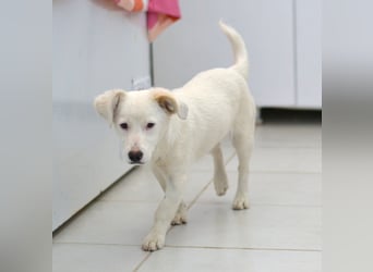 Elsa Kokonimix Hündin ca. 6 Monate alt in Griechenland