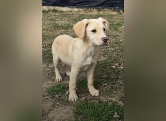 Koktel Mischlingsrüde ca. 5 Monate alt in Ungarn