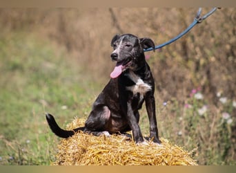 Dariuszina Mischlingshündin ca. 1,8 Jahre alt in Ungarn